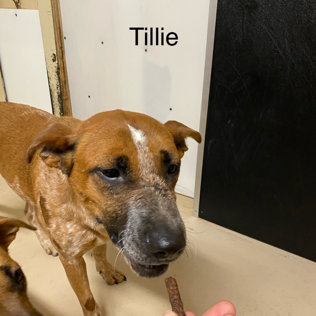 Tillie, an adoptable Cattle Dog in Mount Shasta, CA, 96067 | Photo Image 2