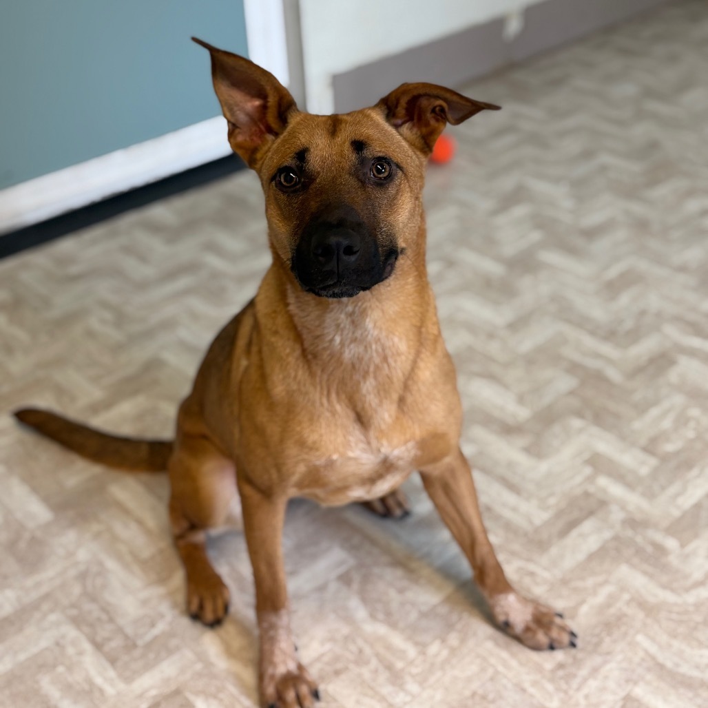 Millie, an adoptable Cattle Dog in Mount Shasta, CA, 96067 | Photo Image 1
