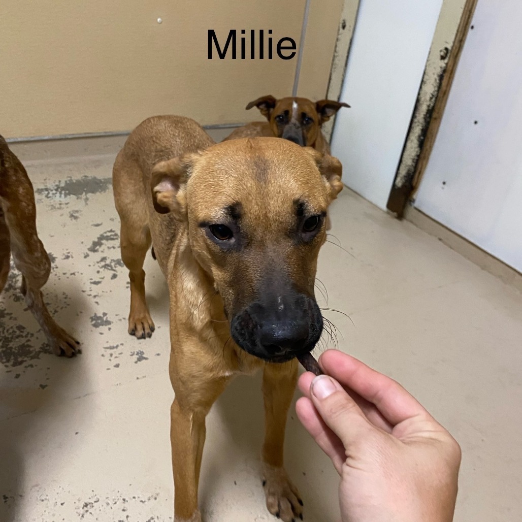 Millie, an adoptable Cattle Dog in Mount Shasta, CA, 96067 | Photo Image 2