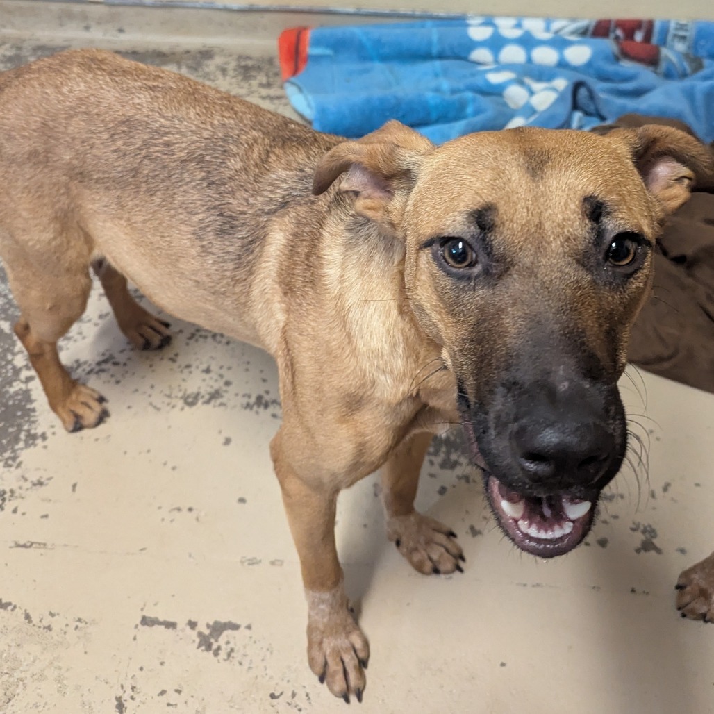 Millie, an adoptable Cattle Dog in Mount Shasta, CA, 96067 | Photo Image 3