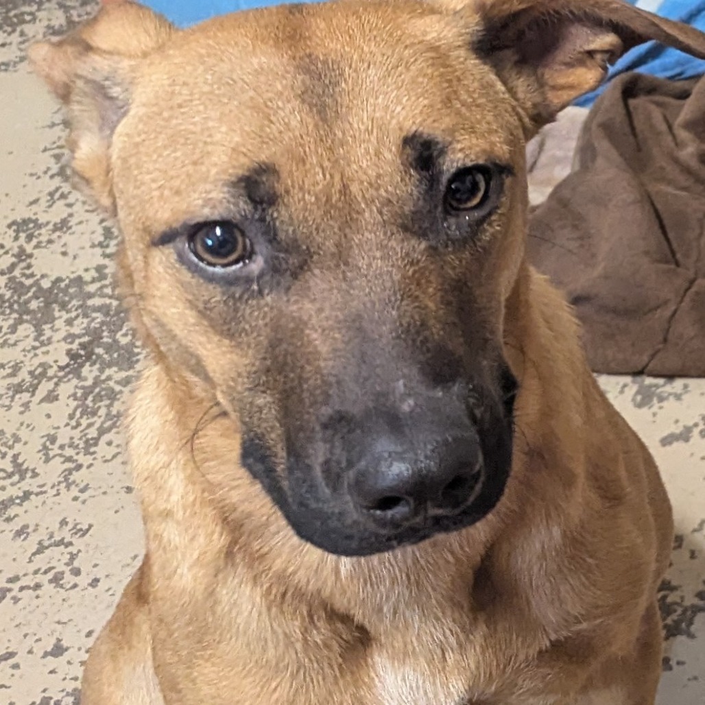 Millie, an adoptable Cattle Dog in Mount Shasta, CA, 96067 | Photo Image 4
