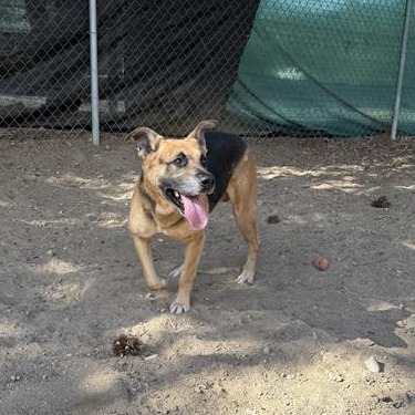Dan, an adoptable German Shepherd Dog in Mount Shasta, CA, 96067 | Photo Image 2