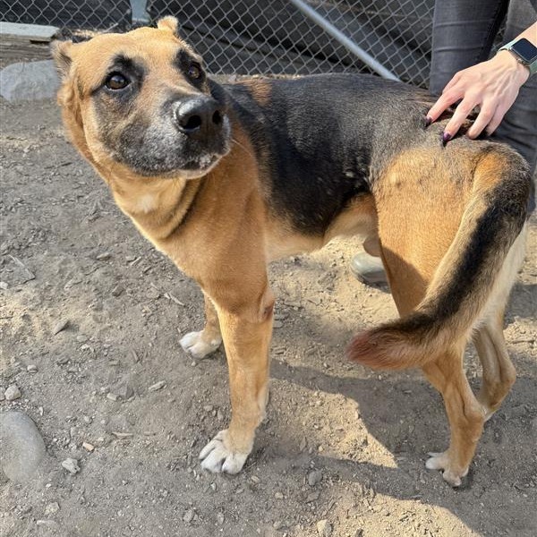 Dan, an adoptable German Shepherd Dog in Mount Shasta, CA, 96067 | Photo Image 3