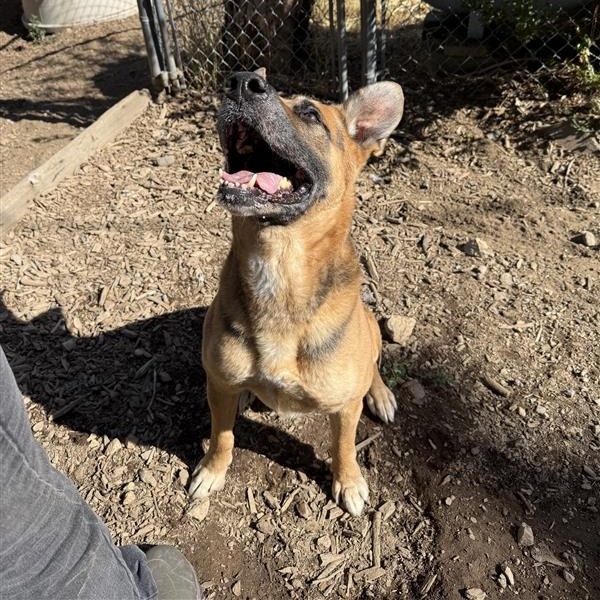 Dan, an adoptable German Shepherd Dog in Mount Shasta, CA, 96067 | Photo Image 4