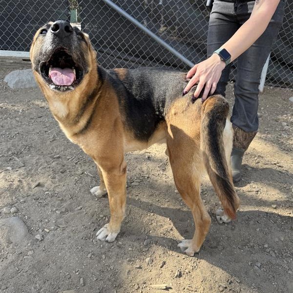 Dan, an adoptable German Shepherd Dog in Mount Shasta, CA, 96067 | Photo Image 5
