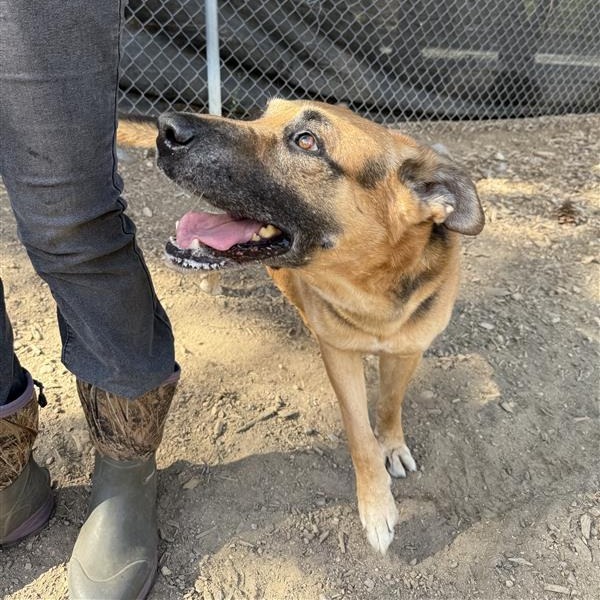 Dan, an adoptable German Shepherd Dog in Mount Shasta, CA, 96067 | Photo Image 6
