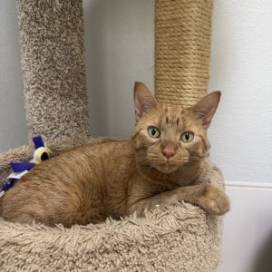 Dijon, Senior Male unknown