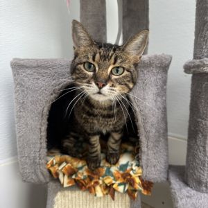 Crumpet, Senior Female unknown