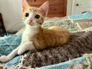 Magpie Domestic Short Hair Cat