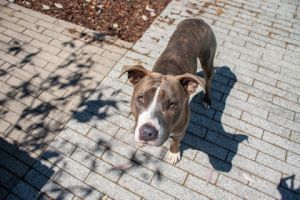 Gucci Mane Pit Bull Terrier Dog