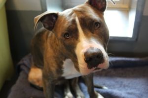 Hi Im Gucci Mane I love making new friends and have a big heart My days are filled with wagging