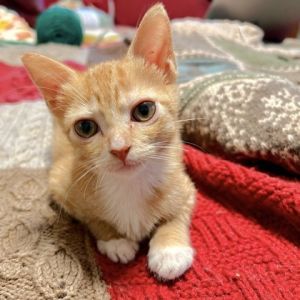 Raven Domestic Short Hair Cat