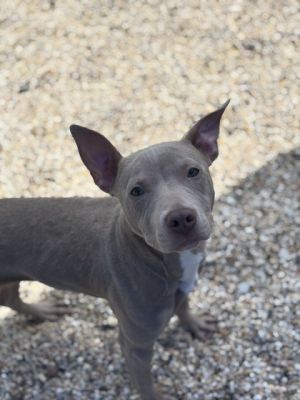 Smalls Pit Bull Terrier Dog