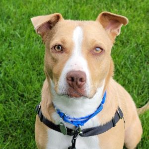 Meet Mama This darling 1-year-old is ready for her fresh start She recently raised puppies and now