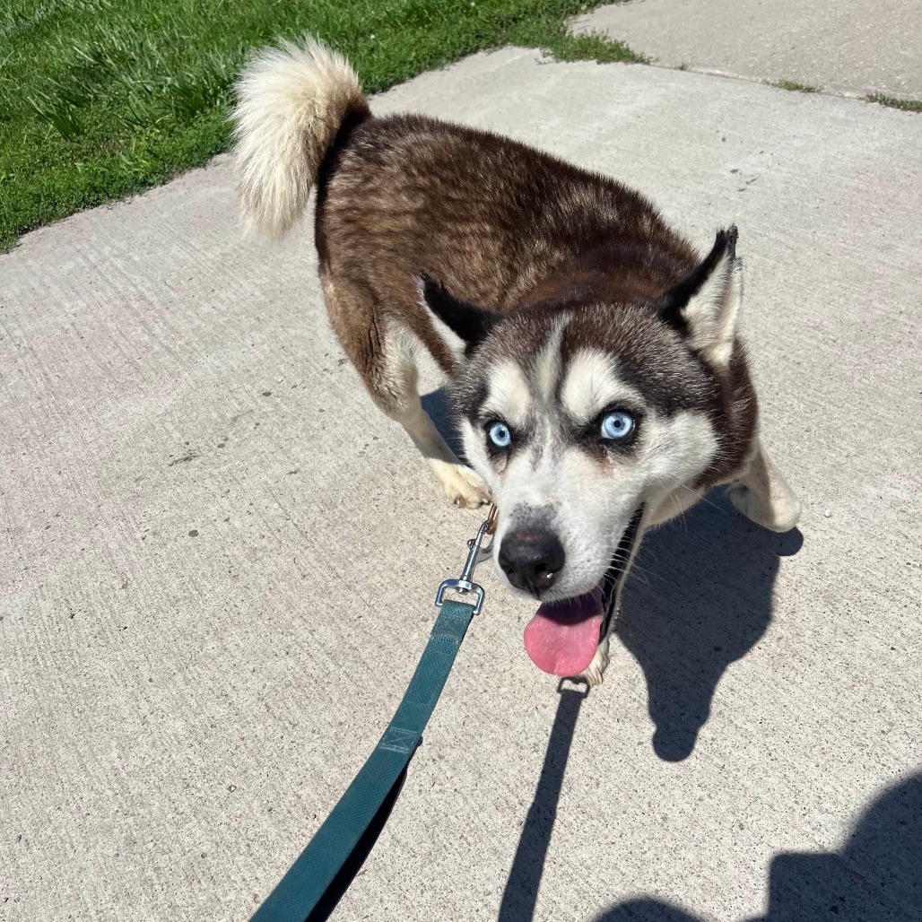 Apollo