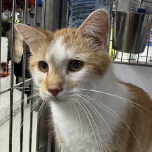 Meet Butterscotch Zepplin This 2-year-old orange and white male cat is as delightful as his name W