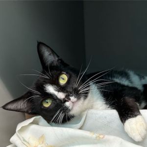Meet Panda This 9-month-old black and white male kitten is as sweet and gentle as they come With h