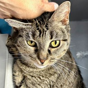 Squeak, Senior Female unknown
