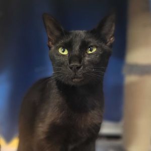 Meet Party Bus This gorgeous 1-year-old black female cat is as charming as her name is fun Shes i