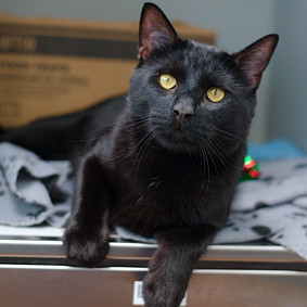 Meet Root Root is a fabulous 3-year-old black male cat with a wonderful personality Hes affection