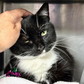 Dunkins, Senior Male unknown