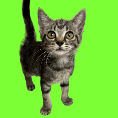 Hannah, an adoptable Domestic Short Hair in Tuscaloosa, AL, 35401 | Photo Image 1