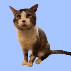TUSC-Stray-81255, Senior Male unknown