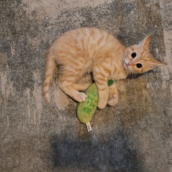 Tangerine
