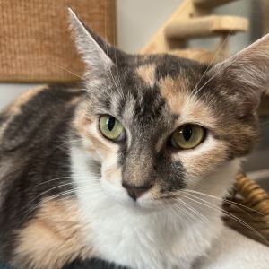 Sony, Adult Female unknown