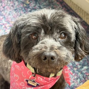 Meet Truffle This 15 pound cuddle bug is happiest when shes in your arms or on your lap All she