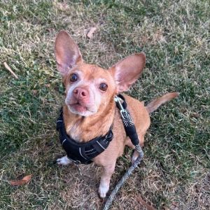 Spencer Chihuahua Dog