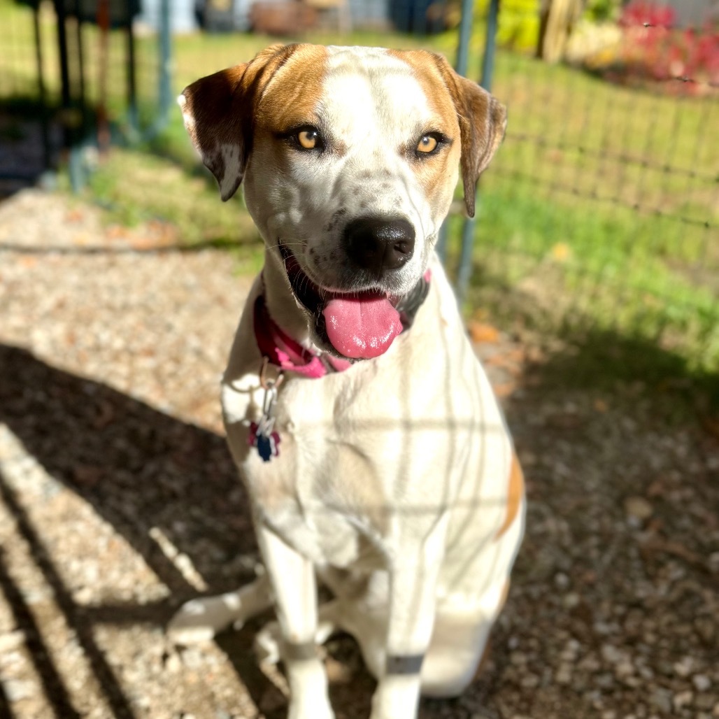 Piper, an adoptable Mixed Breed in Oxford, ME, 04270 | Photo Image 1