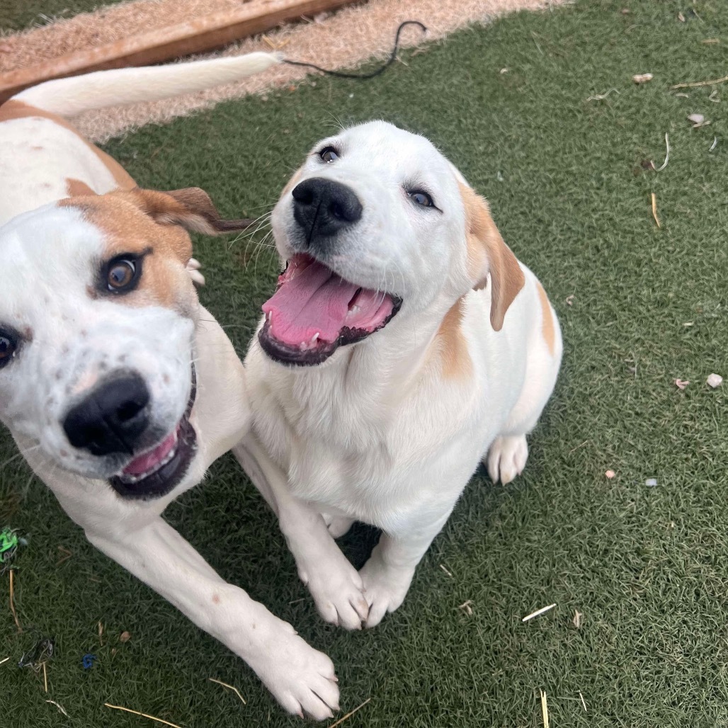 Piper, an adoptable Mixed Breed in Oxford, ME, 04270 | Photo Image 3