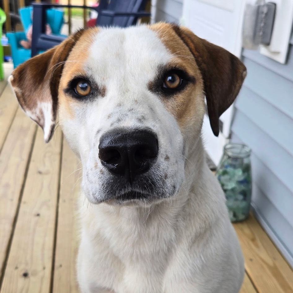 Piper, an adoptable Mixed Breed in Oxford, ME, 04270 | Photo Image 5