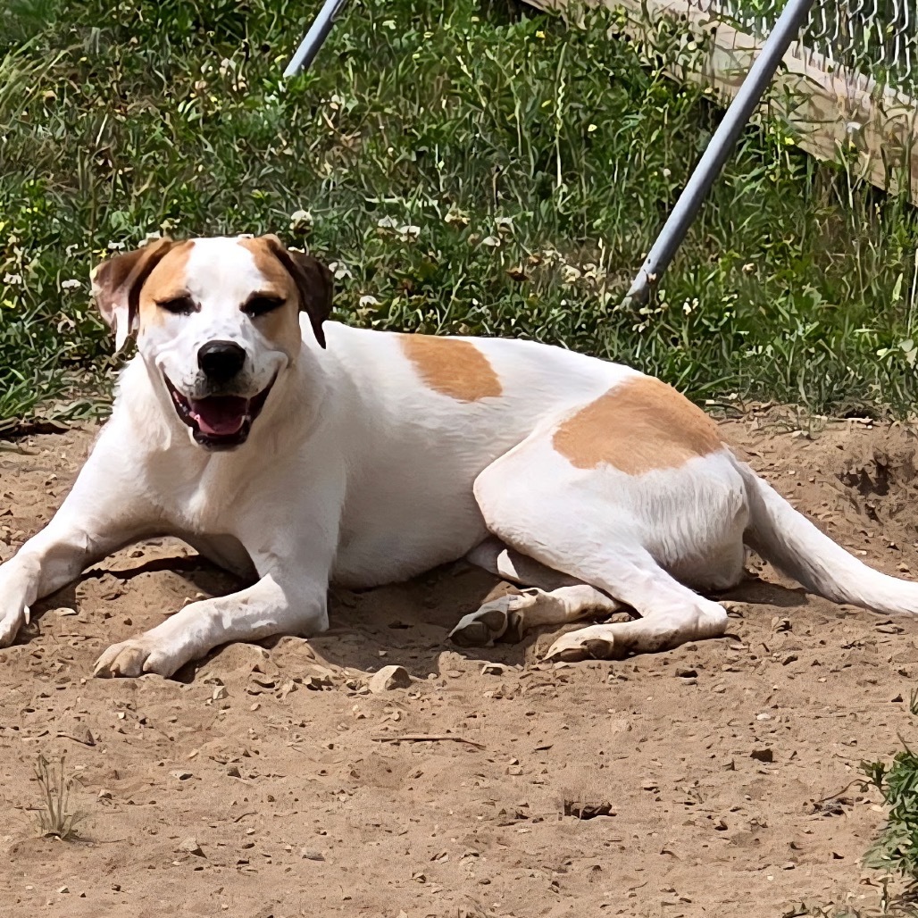 Piper, an adoptable Mixed Breed in Oxford, ME, 04270 | Photo Image 6