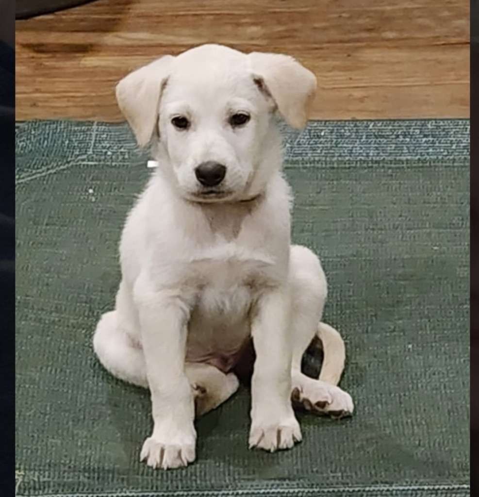 Baylor