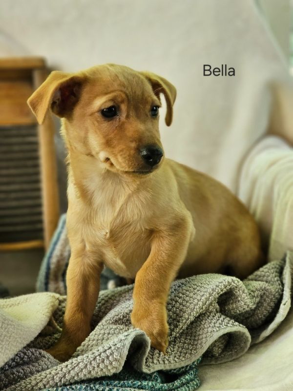 Bella $