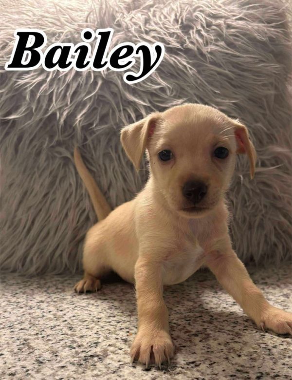 Bailey $ thumbnail 2