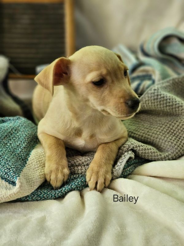 Bailey $ thumbnail 3
