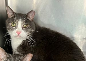 Gino, Senior Male unknown