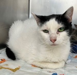 Domino, Senior Female unknown
