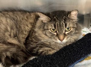 Penny, Senior Female unknown