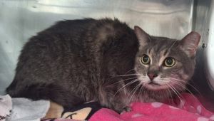 Modey, Senior Male unknown