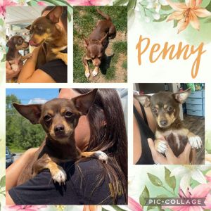 Penny, Adult Female unknown