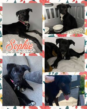 Sophie, Adult Female unknown