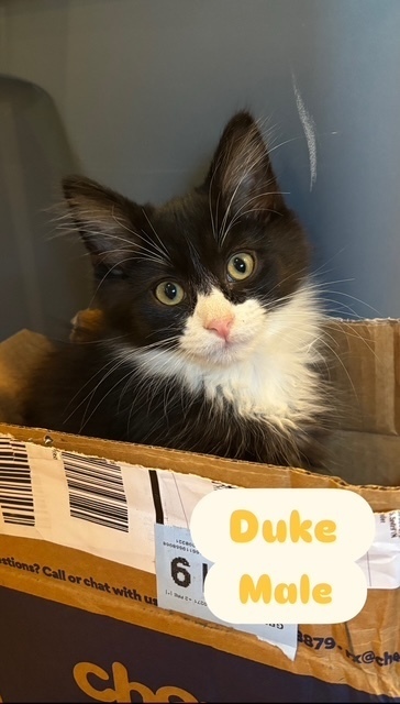 Duke