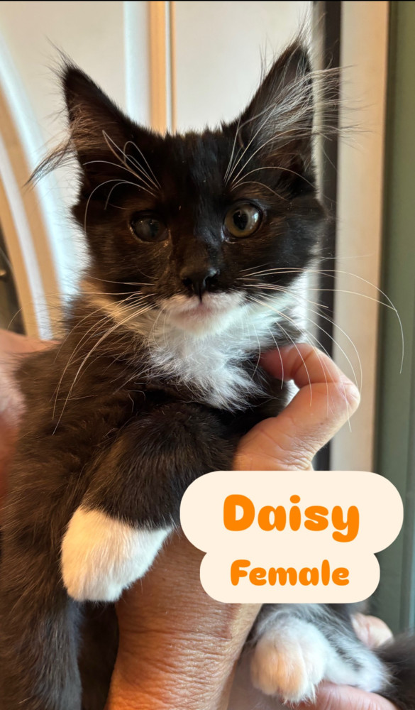 Daisy