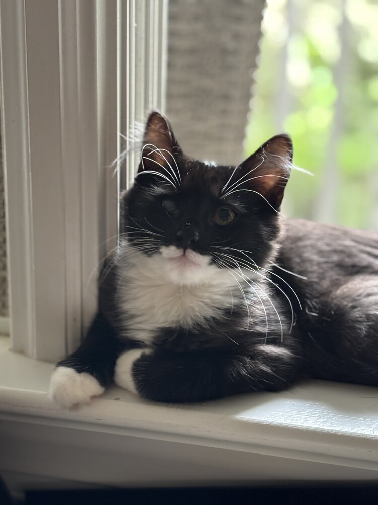 Daisy