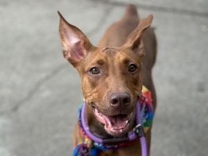 Champurrado Mixed Breed Dog