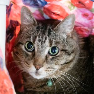 Tab, Senior Male unknown